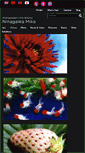 Mobile Screenshot of ninamika.com